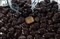 Драже "Манго в шоколадной глазури - Standart" (короб 3 кг) - фото 42596
