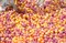 Драже "Рисовые шарики (5 мм) Феерия цветной жемчуг (желтый апельсин, оранжевый манго, розовый малина, фиолетовый малина) - Premium" (короб 2,5 кг) - фото 42810